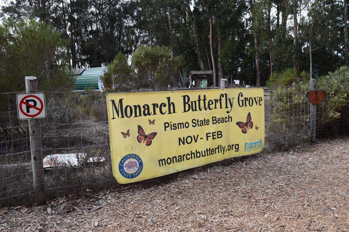 The Pismo State Beach Butterfly Grove is open November through February.