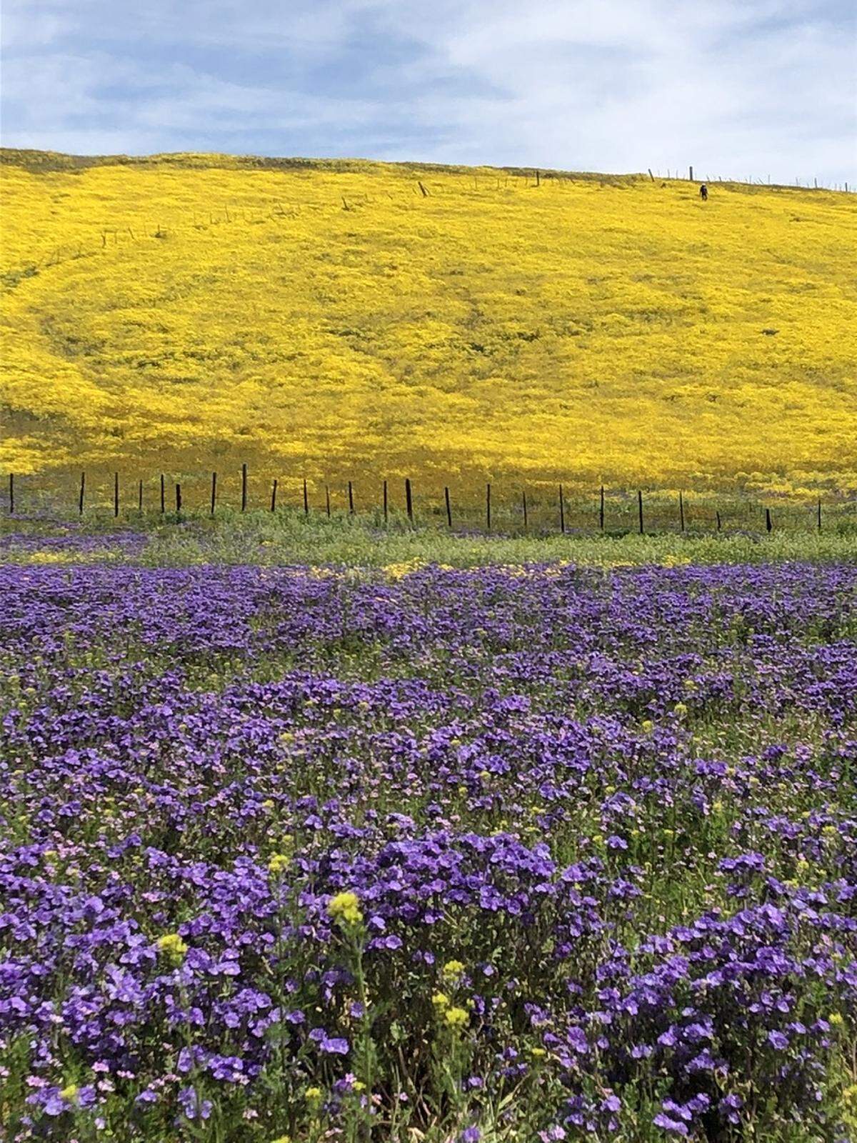 Doug Garland shot this picture of wildflowers at Carrizo Plain National Monument on Wednesday, April 12, 2023.