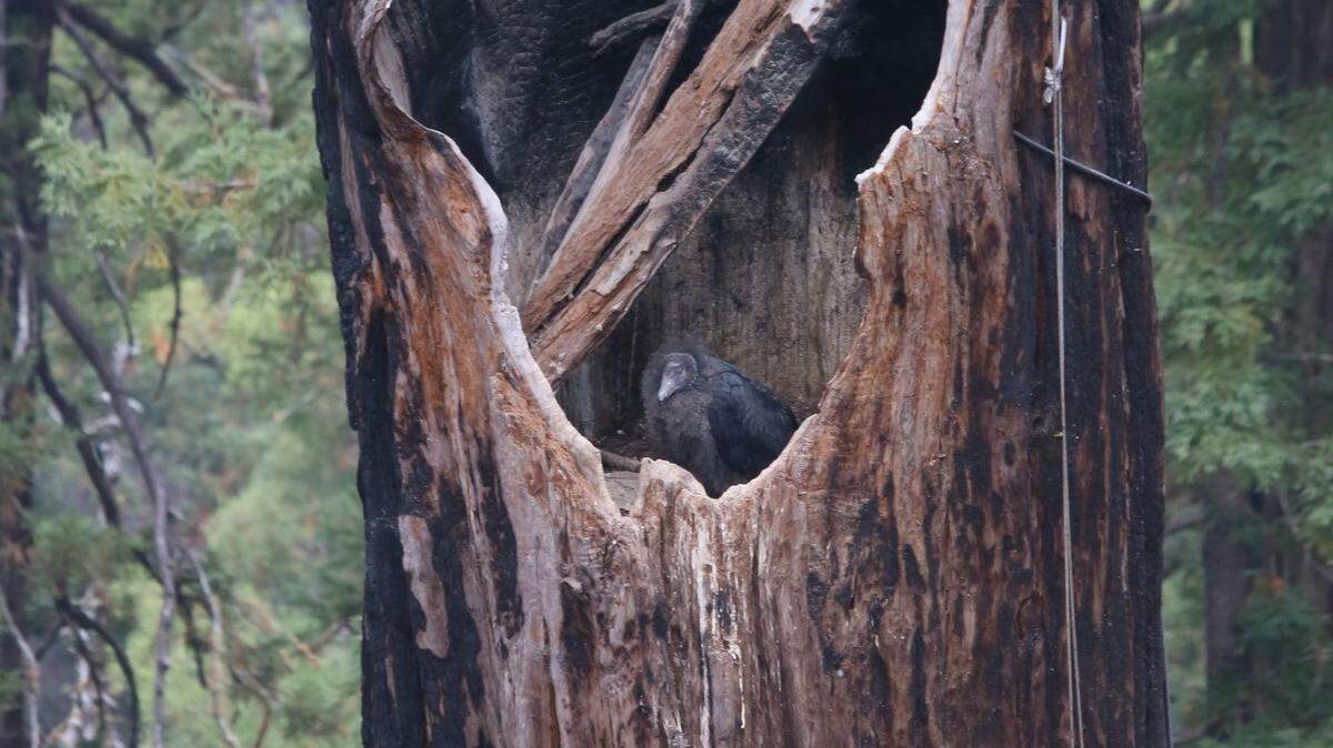 Condor chick Iniko survived the Dolan Fire, but soon after this picture was taken she was force-fledged onto the ground by an intruding male condor. She was rescued, and will be released from the Los Angeles Zoo in 2021.