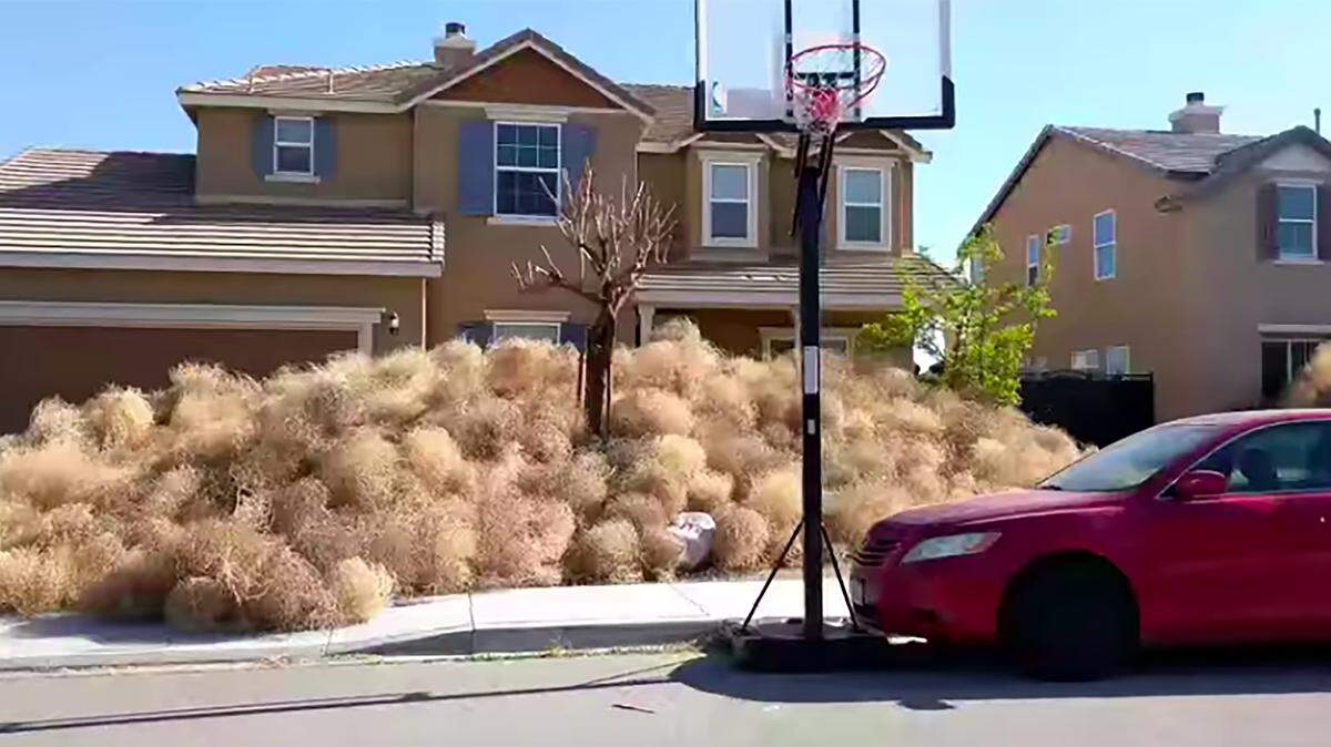 Residents of Victorville, California, called the city and even 911 for assistance after hundreds of tumbleweeds inundated the area, some piling up to the second story of homes.