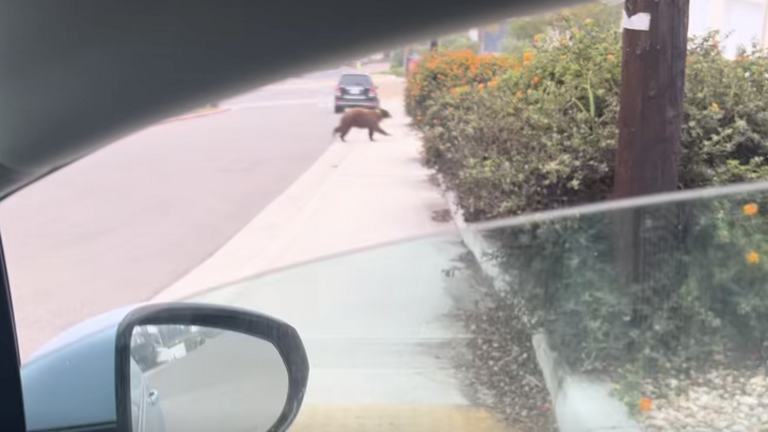 Another young bear seen running around SLO County city. See the video