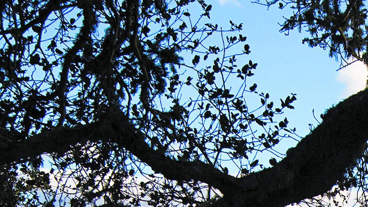 An oak tree frames the view from the proposed 900 acre Pismo Preserve.