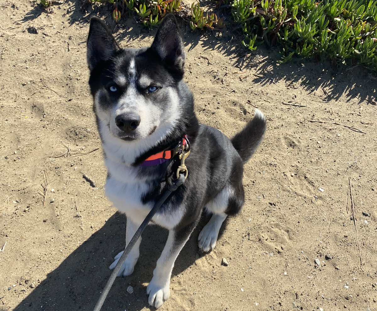 Oscar, a 4-year-old husky dog, is available for adoption at the San Luis Obispo County Animal Services shelter in San Luis Obispo.