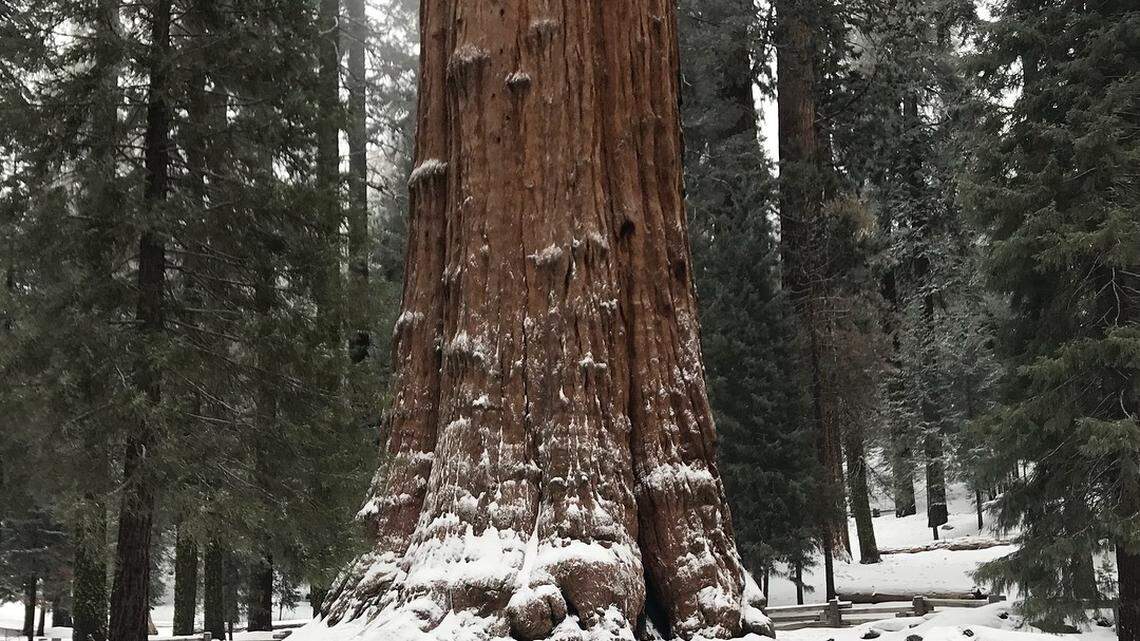 The biggest tree in the world is just a 4 hour drive from SLO — and a perfect getaway