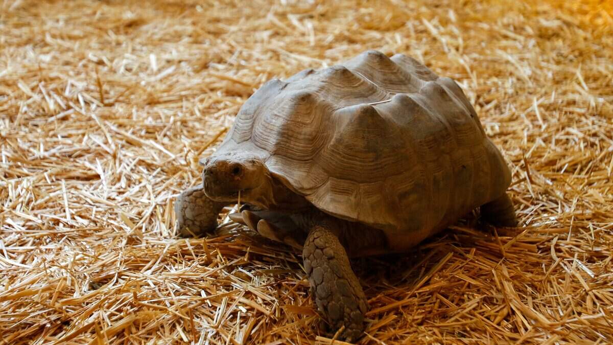 A sulcata tortise walks in its enclosure at BK's Reptiles and Zoo on Friday, June 12, 2026. BK's opened in Grover Beach in May, carrying reptile products and offering zoo tours.