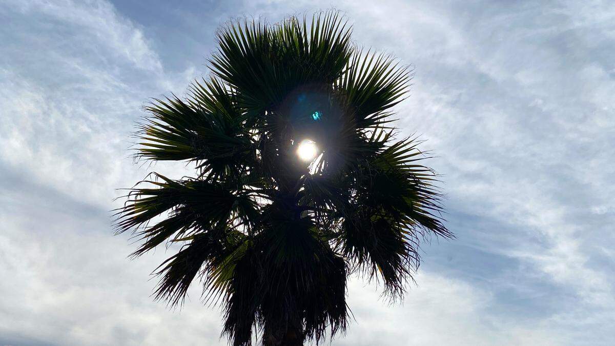 The sun peaks through a palm tree near Prado Road in San Luis Obispo on Oct. 19, 2022.