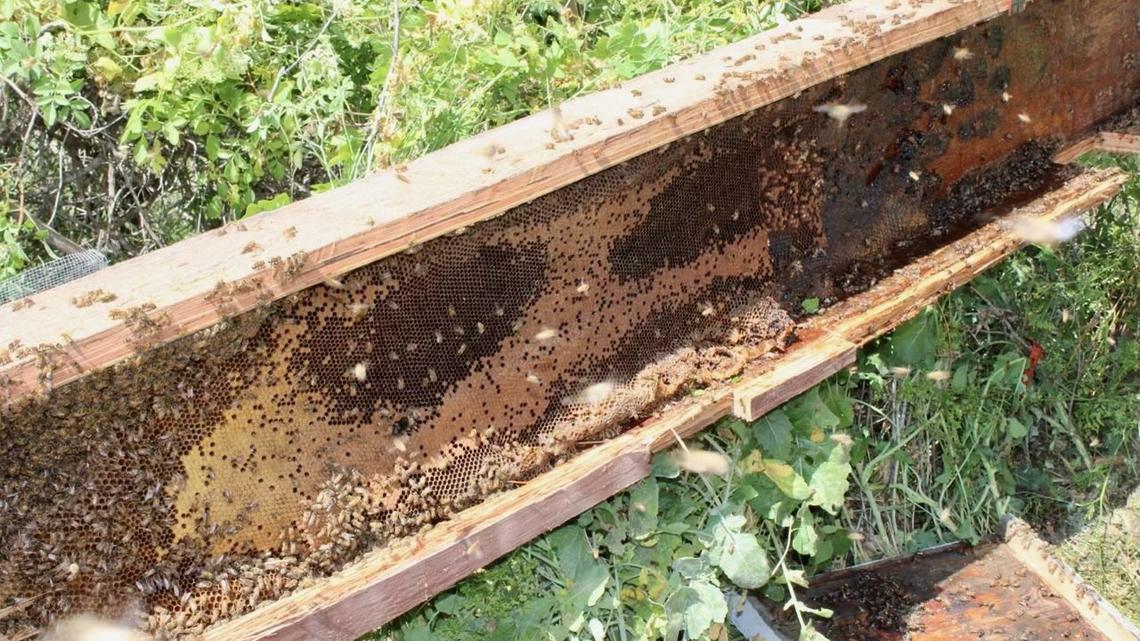 Caltrans workers discovered a hive of roughly 40,000 bees during construction on a Highway 154 bridge in Santa Barbara.