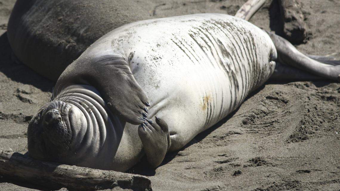Looking a little like an evil Bond villain plotting her next move, a female northern elephant seal rubs her flippers together on the beach near the Piedras Blancas Lighthouse on March 3, 2026.