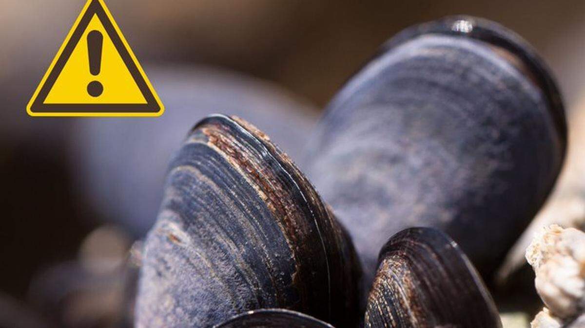 Recreationally harvested shellfish from Northern California may contain a dangerous toxin, according to the Department of Fish and Wildlife.