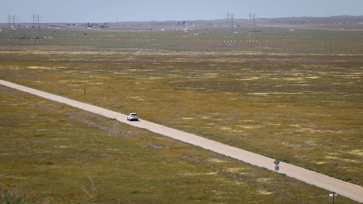 Wildflowers bloom along Soda Lake Road as seen from Overlook Hill at Carrizo Plain National Monument on April 3, 2024.