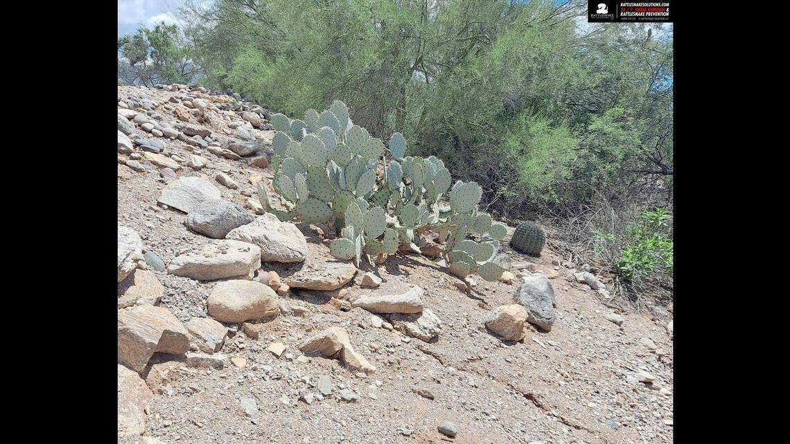 Can you find the western diamondback rattlesnake hiding in this Arizona photo?