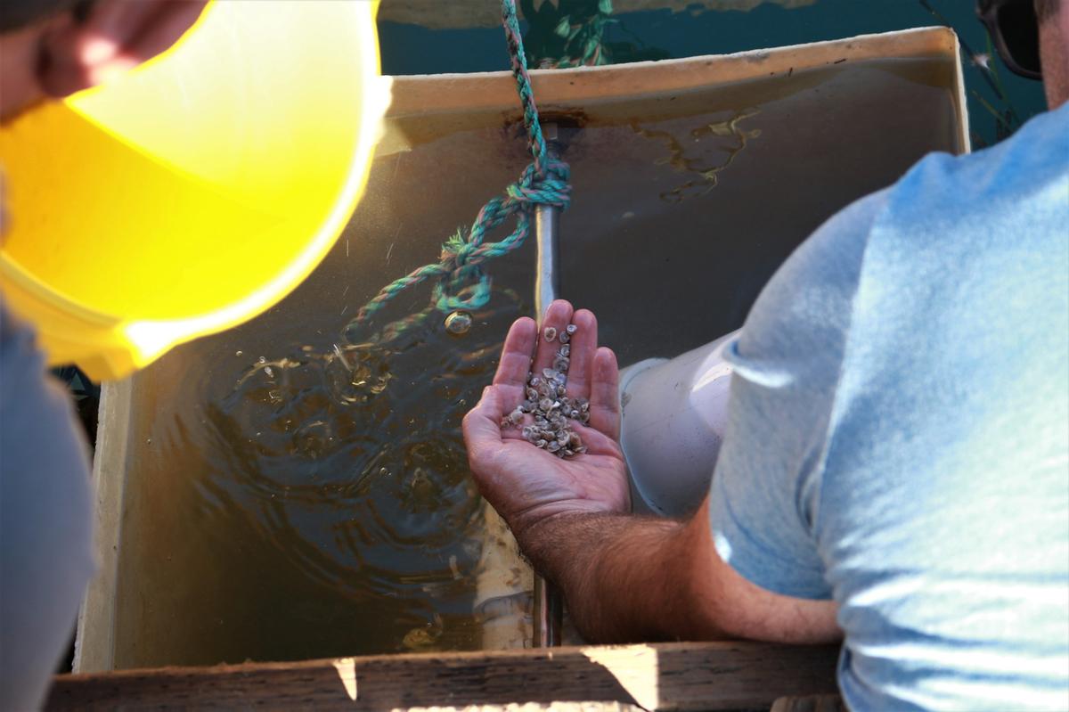 Neal Maloney, owner of the Morro Bay Oyster Co., holds a handful of native Olympia oysters that were placed into his oyster nursery in the Morro Bay estuary on Nov. 22, 2022.