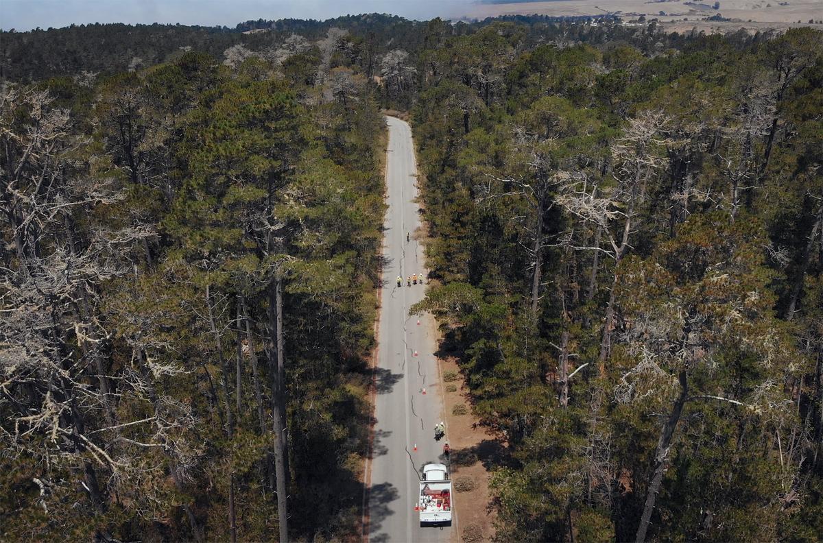Workers remove vegetation along the side of Cambria Pines Road in Cambria as part of a Cal Fire fire management program.