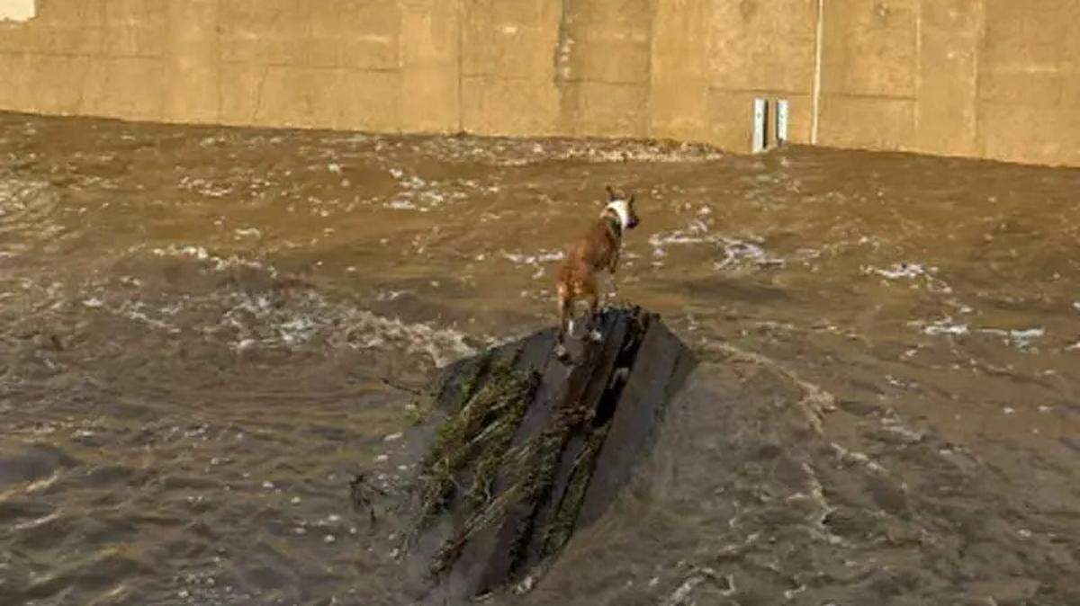 A dog is stuck in rain-swollen San Jose Creek in Goleta on Thursday, Jan. 5, 2023. The animal and another dog were rescued unharmed.