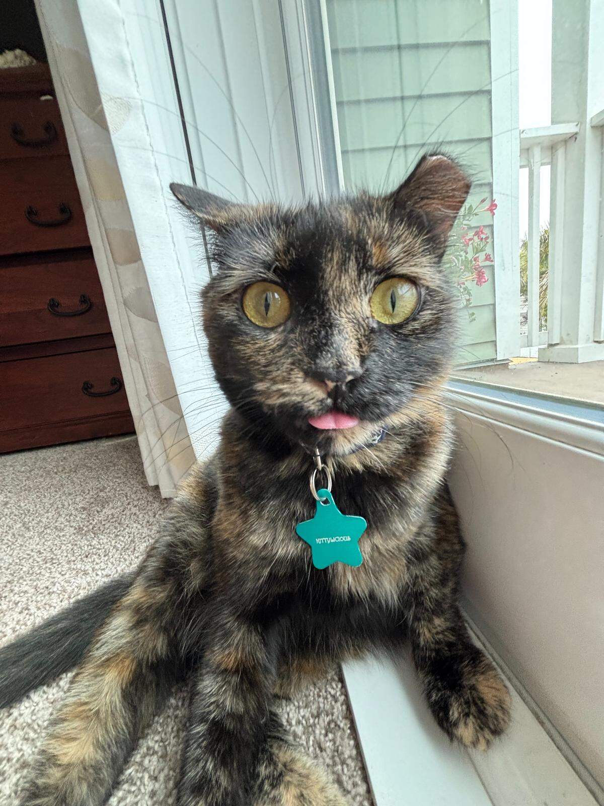 Kittylicious, the winner of The Tribune’s cutest cat contest, sticks out her tongue.