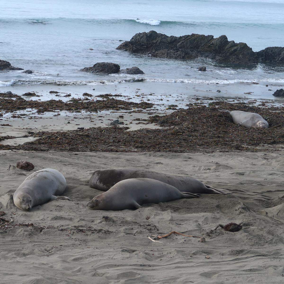 A young male elephant seal and a beachmaster give each other the stinkeye at the Piedras Blancas rookery north of San Simeon, as the younger bull hassles two pregnant females.