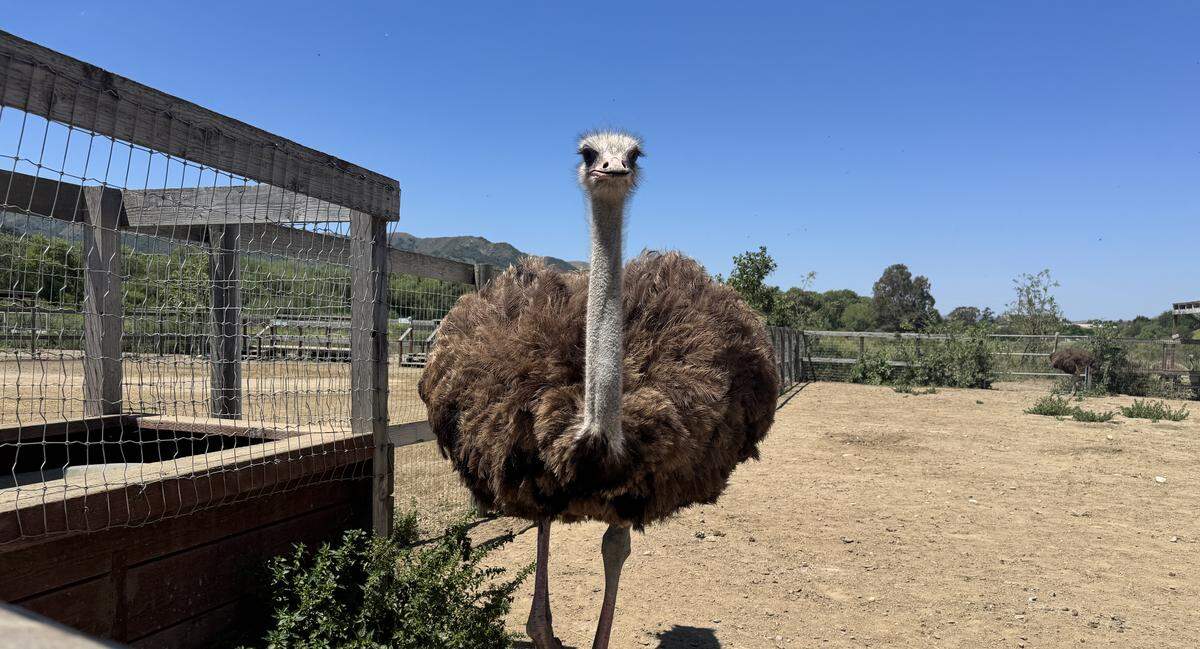 An ostrich running toward the camera.
