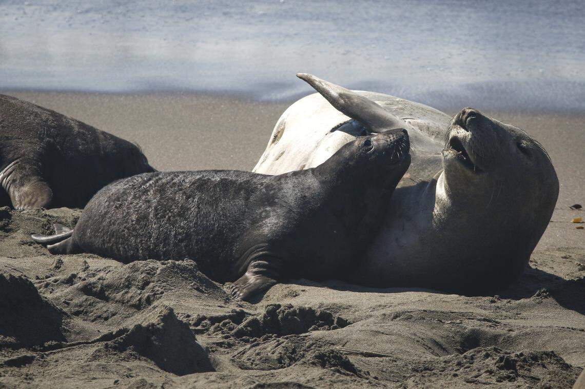 A pup and adult elephant seal have a conversation near the Piedras Blancas Lighthouse on March 3, 2026.