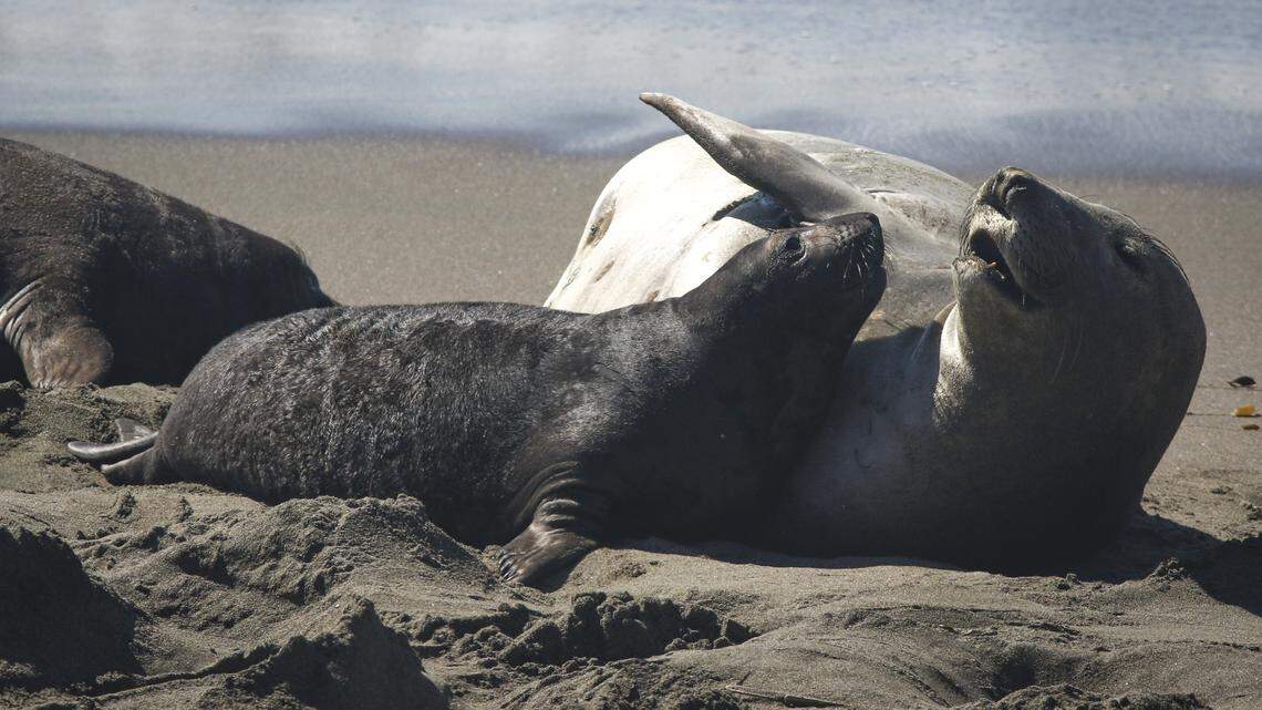 Avian flu killed California elephant seal pups. Are SLO County seals at risk?