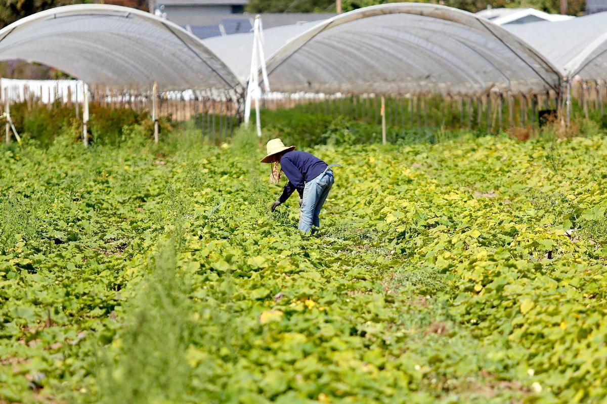 A worker braves the heat at Halcyon Farms in Arroyo Grande on Wednesday, Sept. 7, 2022. San Luis Obispo County farm workers were working in triple-digit temperatures during a record-breaking heat wave.
