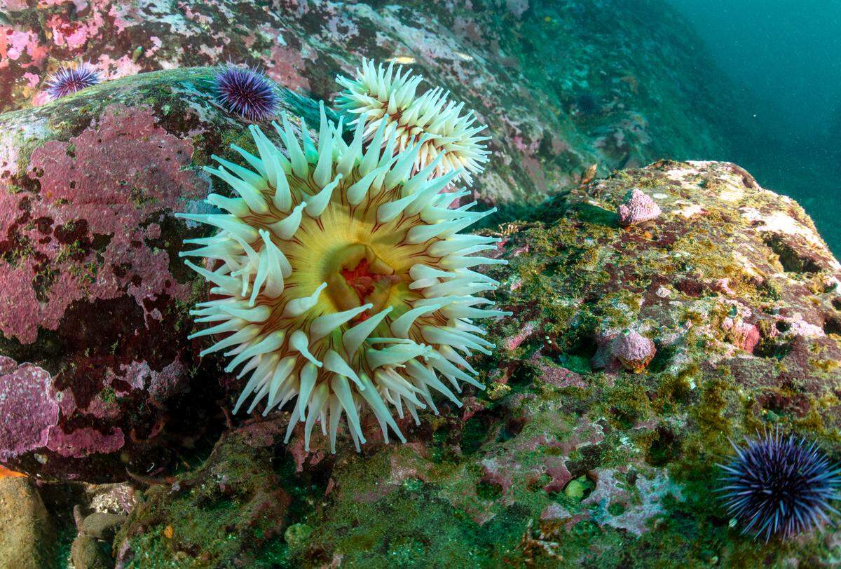 Fish-eating sea anemones and purple sea urchins cling to the rocky reef off Point Estero, near a sound-monitoring station inside the proposed Chumash Heritage National Marine Sanctuary.