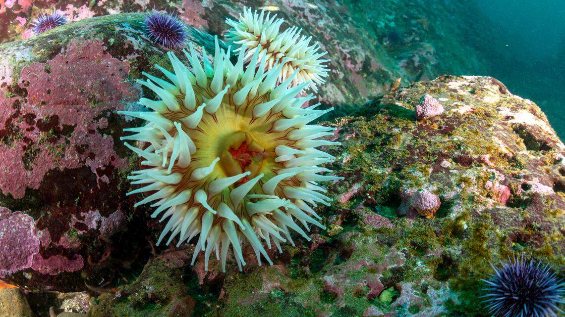 NOAA reveals official vision for Chumash marine sanctuary on Central Coast. ‘A huge moment’