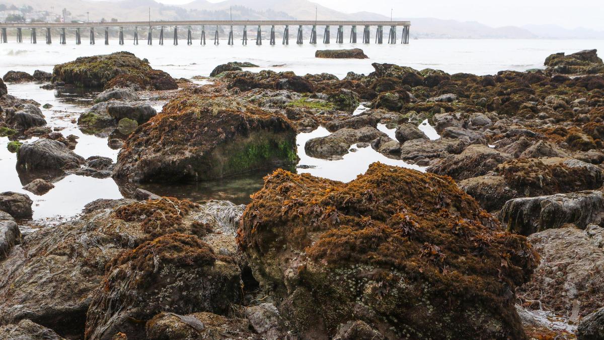 Intertidal species, like the ochre sea star, can be found in tide pools like this one — though they are harder to find after the onset of sea star wasting syndrome.