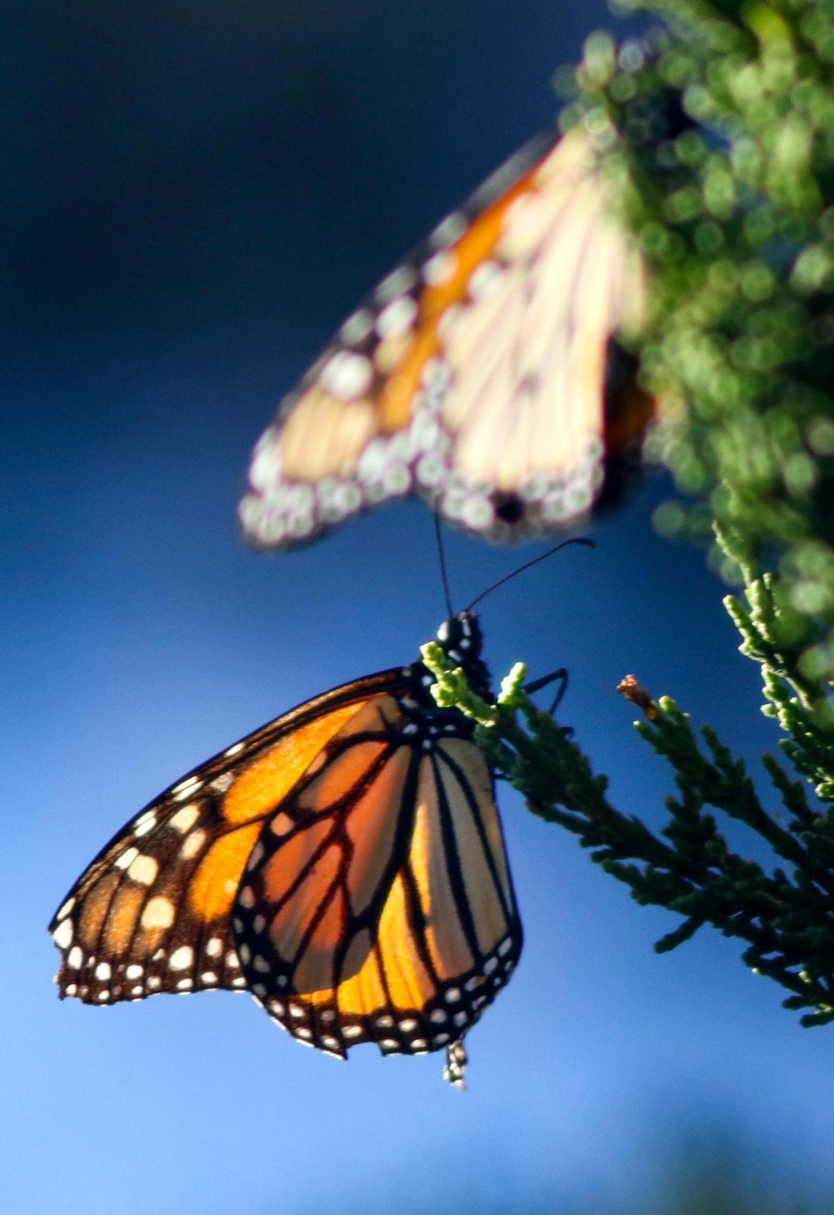 The monarch butterfly population in California has seen a steady decline in recent years. Though the population is nowhere near rebounding, the Pismo Beach grove did see an uptick in numbers this year, with more than double the number of butterflies wintering there than in the disastrous 2018. 1-21-2020 David Middlecamp