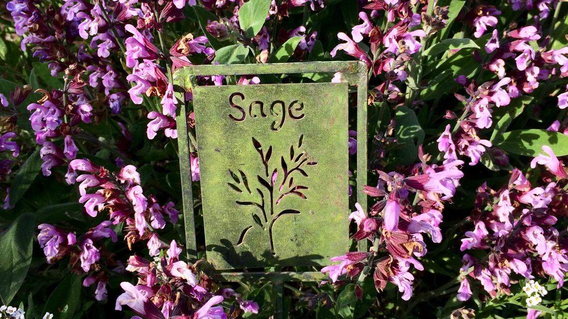 Planning to grow herbs in your SLO County garden? Here are some tips and tricks
