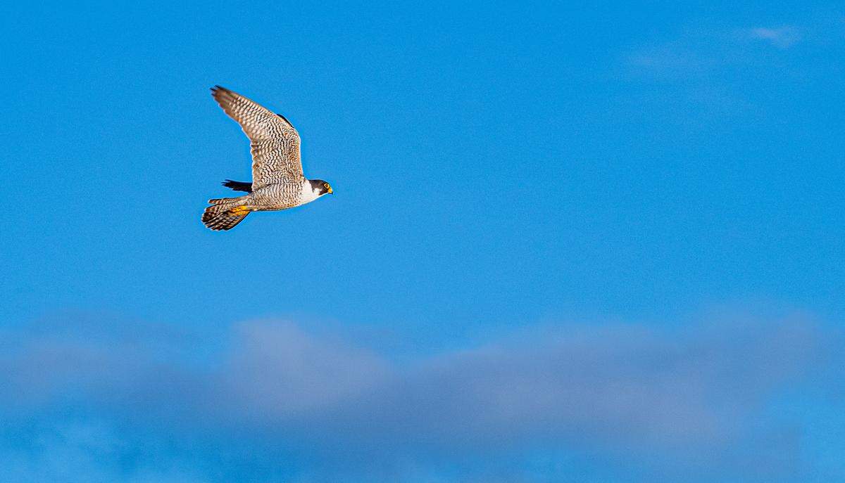 A peregrine falcon soars along the coast near Morro Bay.