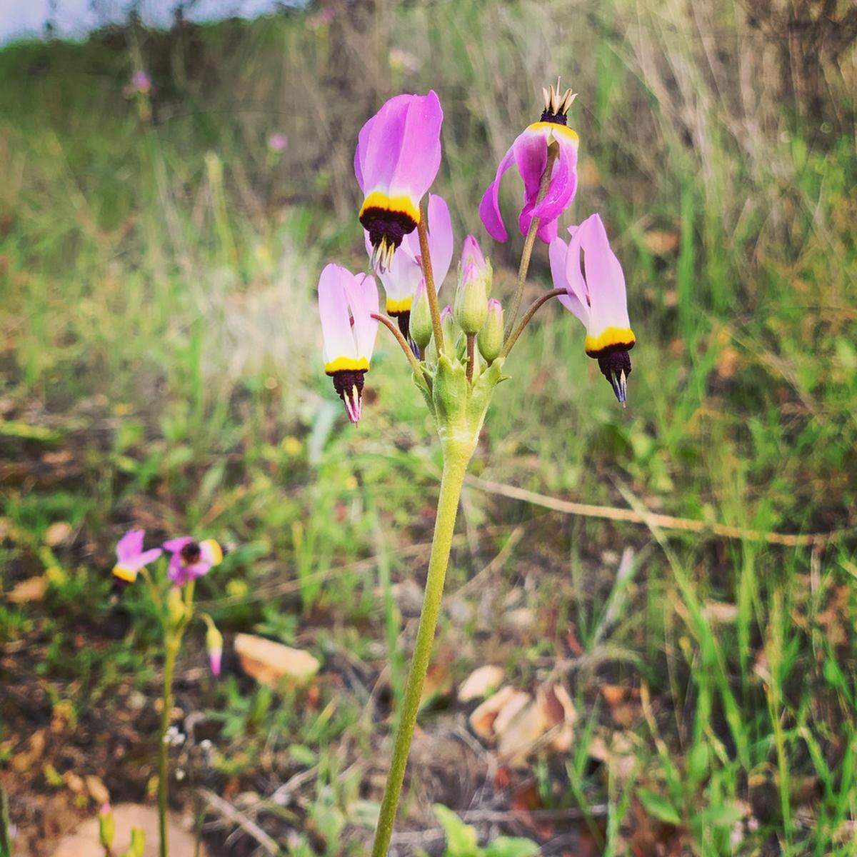 Shooting star plants make an appearance at Lopez Lake.
