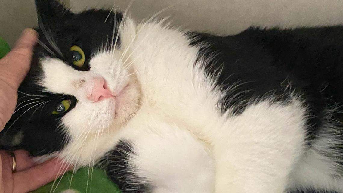 Humphrey the cat loves to cuddle. Help him find a home this holiday season