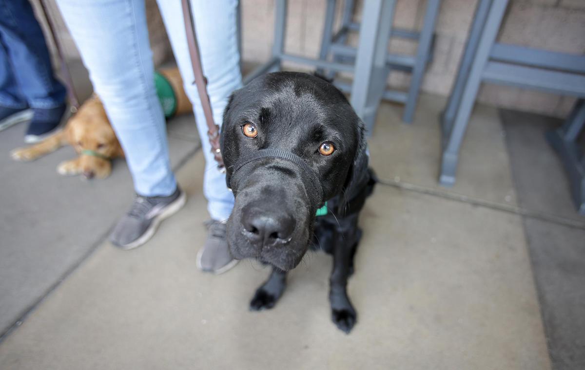 A well-trained labrador sits quietly with with volunteer trainer awaiting to get on a jet. Guide Dogs for the Blind puppy raisers led guide dogs in training through SLO Regional Airport to learn classic functions of an airport and familiarize with noises and security.