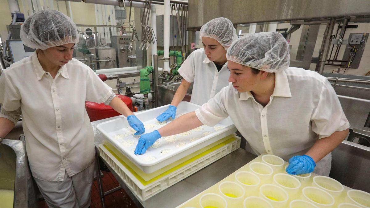 From the left: Marissa Johnston, Darby Kroes and Fatima Saucedo put cheese curd for Triple Peak Brie into molds. Cal Poly Creamery is selling gift boxes cheeses seen here on Nov. 7, 2024.