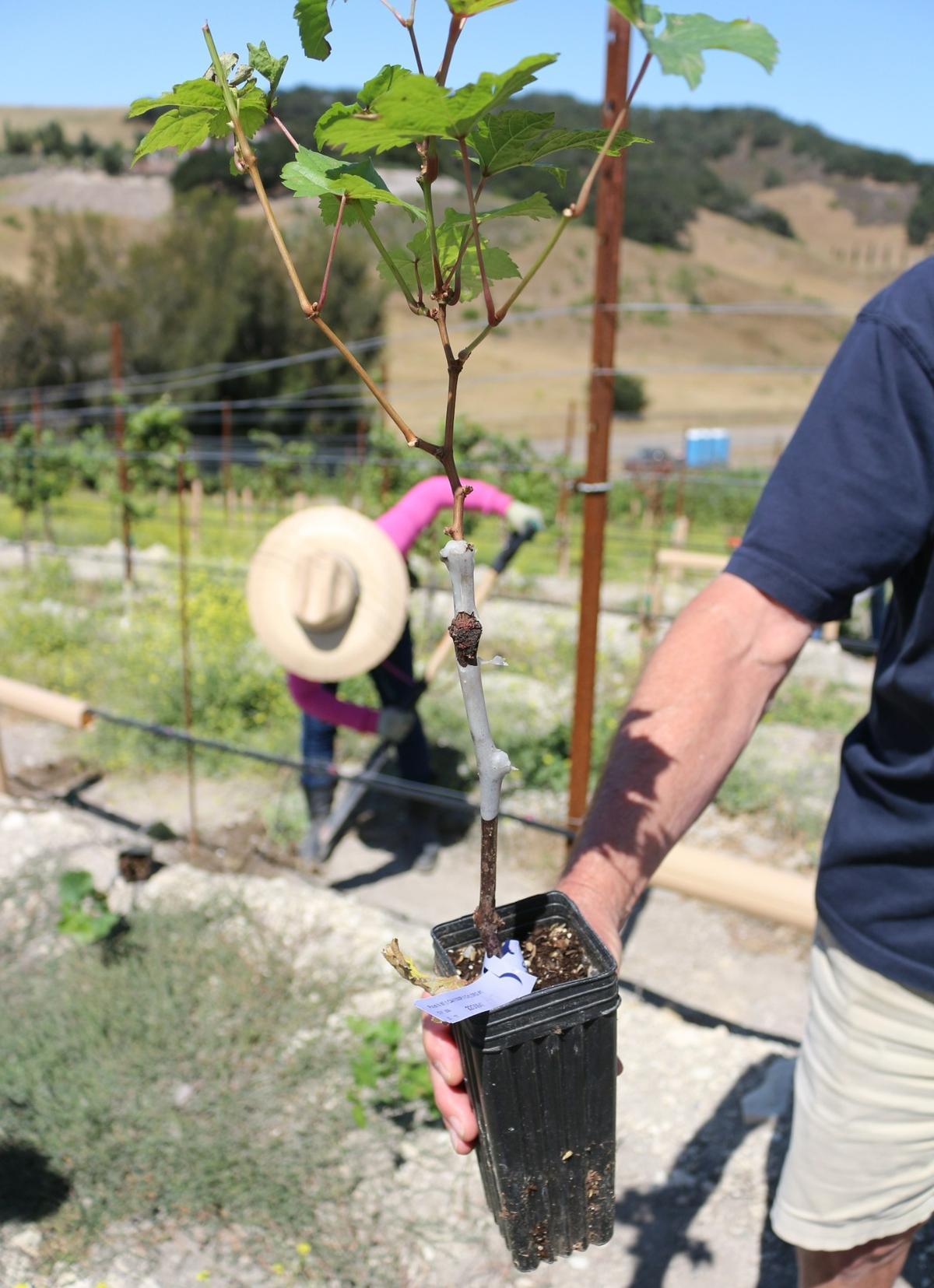 Bob Shiebelhut of Tolosa Winery’s vineyards holds up a pinot noir wine grape vine grafted on 1103P rootstock.