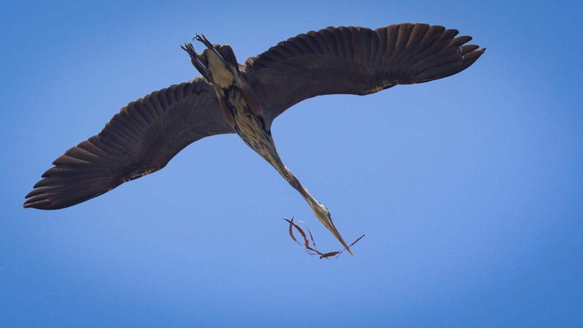 A greatblue eeron brings a nest-building branch home on June 15, 2022, to the rookery near the Morro Bay Natural History Museum. Five varieties of birds are nesting in the area, including great blue herons, great egrets, double-crested cormorants, snowy egrets and black-crowned night herons.