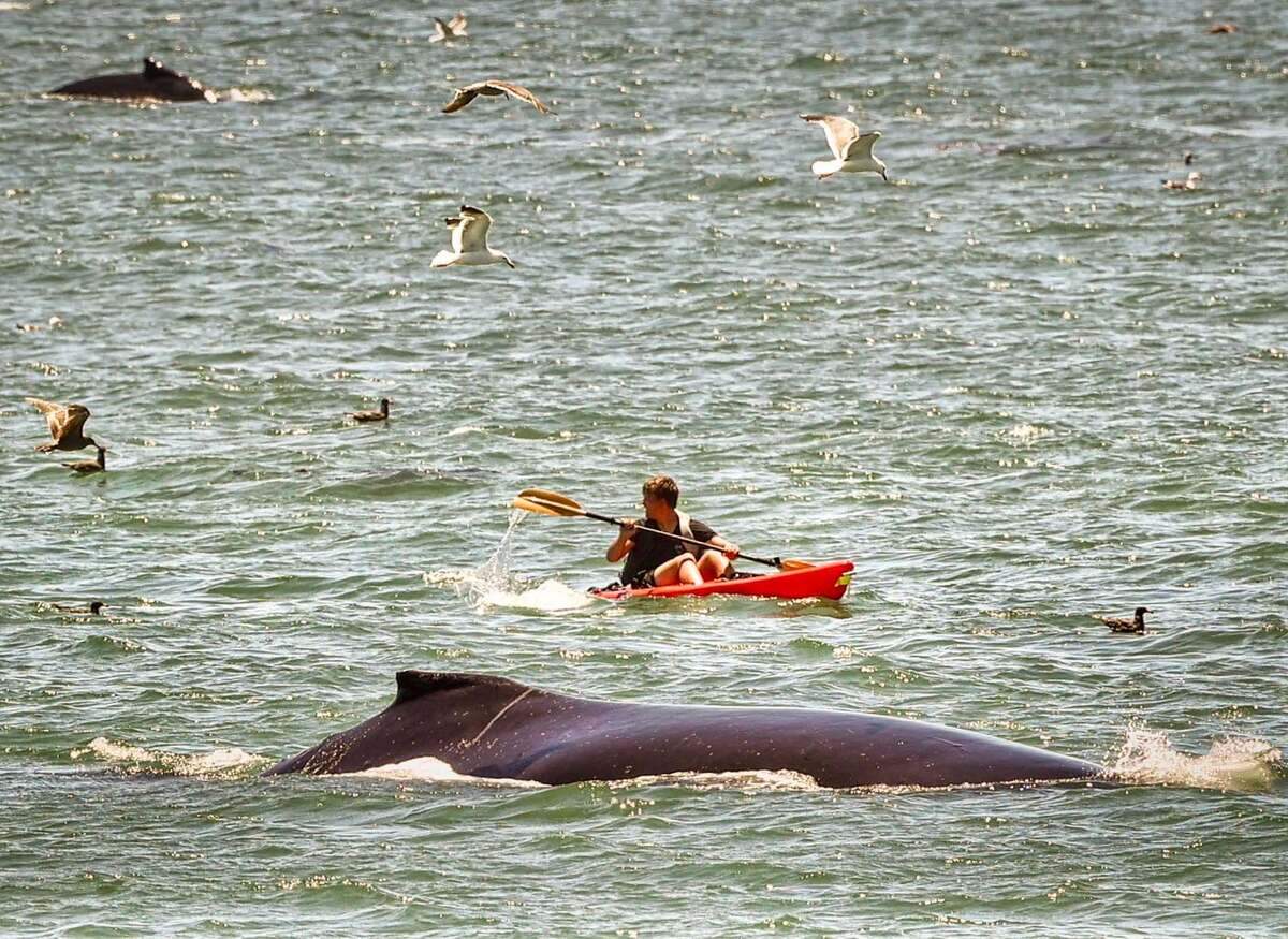 A humpback whale swam by a kayaker in Cayucos on June 26, 2026.