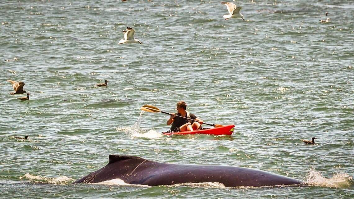 Close encounters with humpback whales; a fast-moving wildfire. Today’s top stories