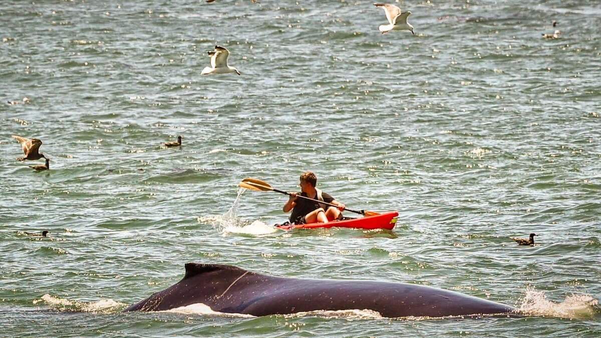 A humpback whale swam by a kayaker in Cayucos on June 26, 2026.