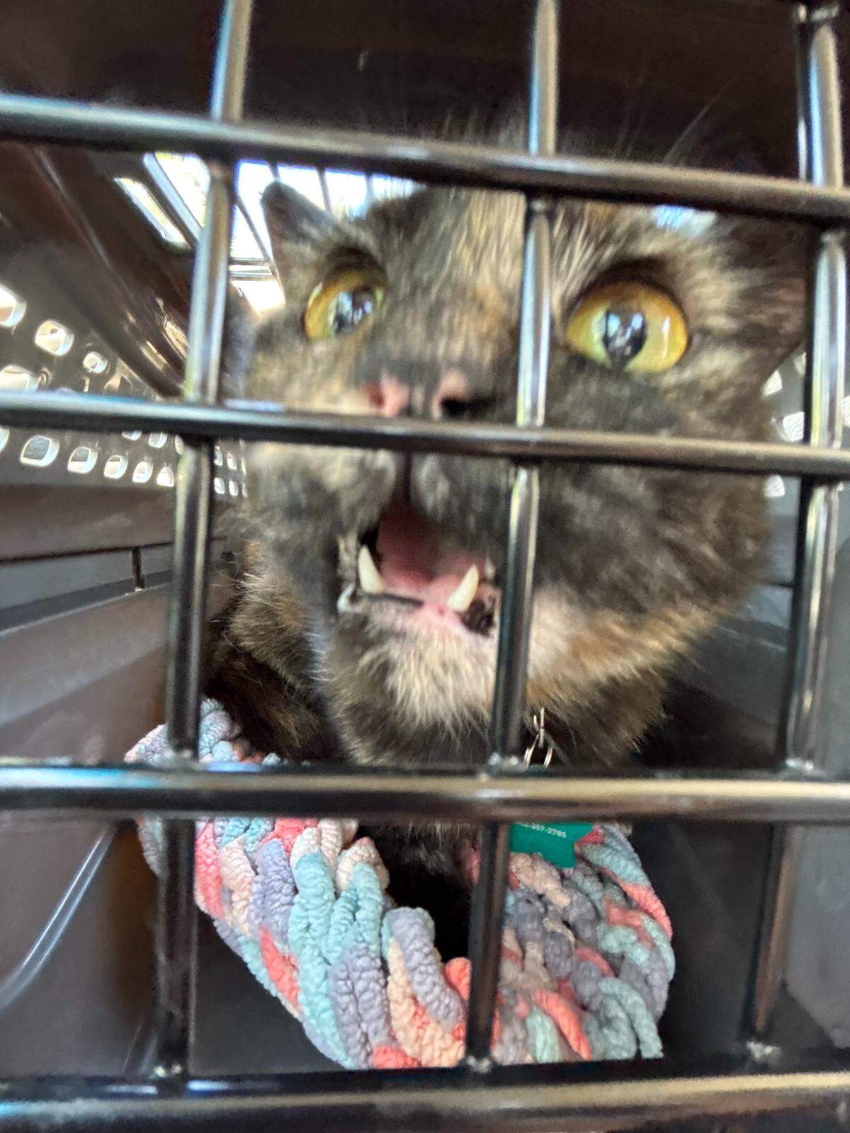 Kittylicious, the winner of The Tribune’s cutest cat contest, is a 2-year-old tortoiseshell cat from San Luis Obispo.