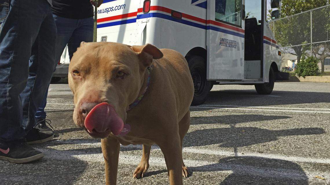 In this 2017 file photo, a pitbull named "Lucy" participates a the U.S. Postal Service "National Dog Bite Prevention Week" during an awareness event in at the YMCA in Los Angeles, California.