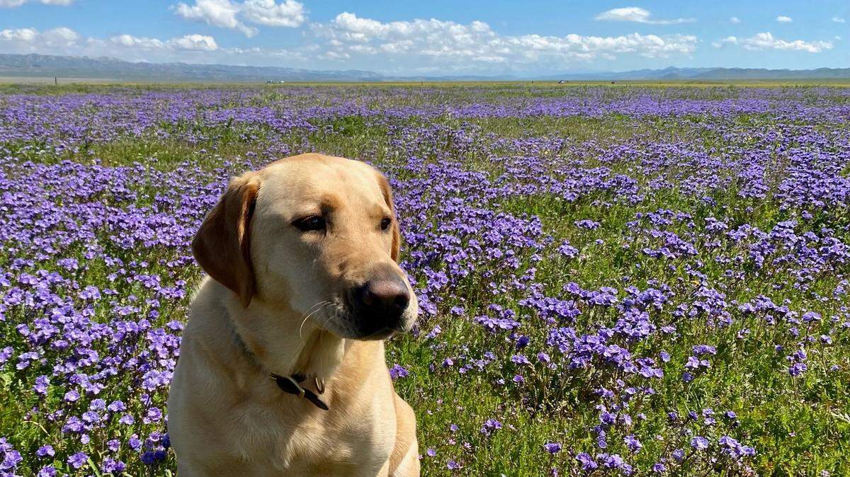 Martin Lomeli of Morro Bay took this photo of his dog, Mae, among the wildflowers at Carrizo Plain National Monument on Saturday, April 1, 2023.