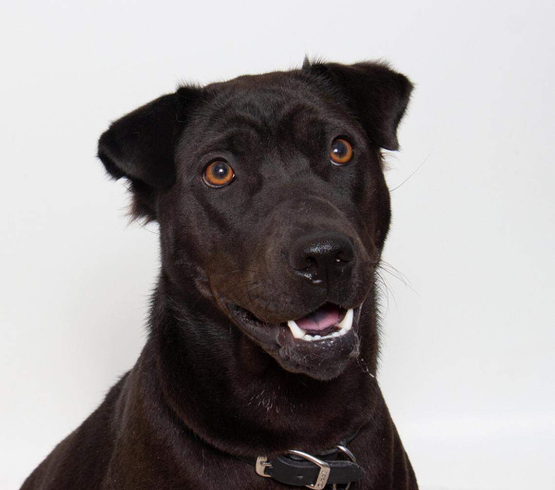 Emi has had a long journey with Wood’s Humane Society after arriving with a previous injury that hadn’t healed properly and needing two hip and leg surgeries.