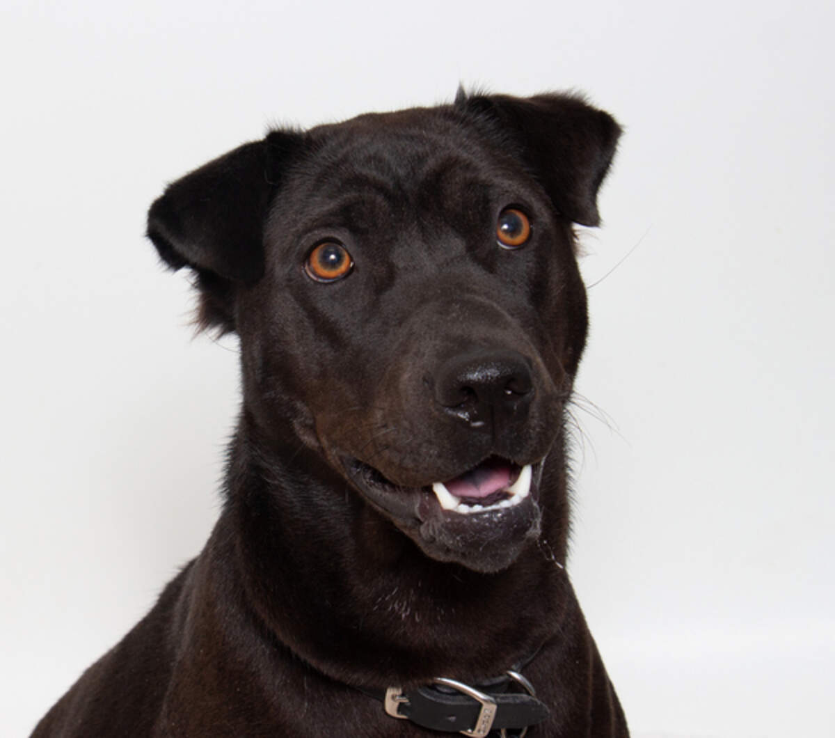 Emi has had a long journey with Wood’s Humane Society after arriving with a previous injury that hadn’t healed properly and needing two hip and leg surgeries.