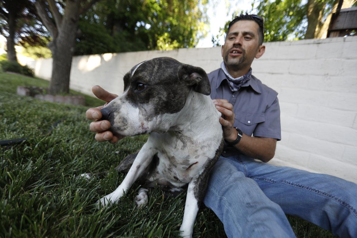 Junior Gonzales’s 1-1/2-year-old pit bull Roxi was hit in the face, the front leg and the back when she was shot by a SLO County sheriff’s deputy late Monday night outside Gonzales’s family business, Fashion Dry Cleaners & Laundry.