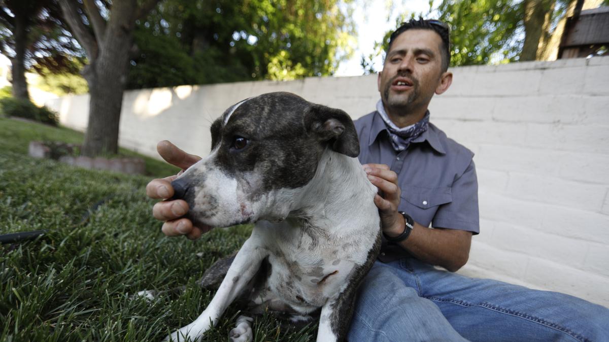 Junior Gonzales’s 1-1/2-year-old pit bull Roxi was hit in the face, the front leg and the back when she was shot by a SLO County sheriff’s deputy late Monday night outside Gonzales’s family business, Fashion Dry Cleaners & Laundry.