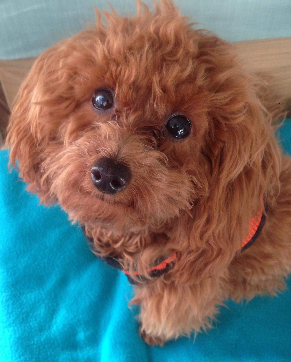 Missy, an 8-year-old toy poodle, is the winner of The Tribune’s cutest dog contest.