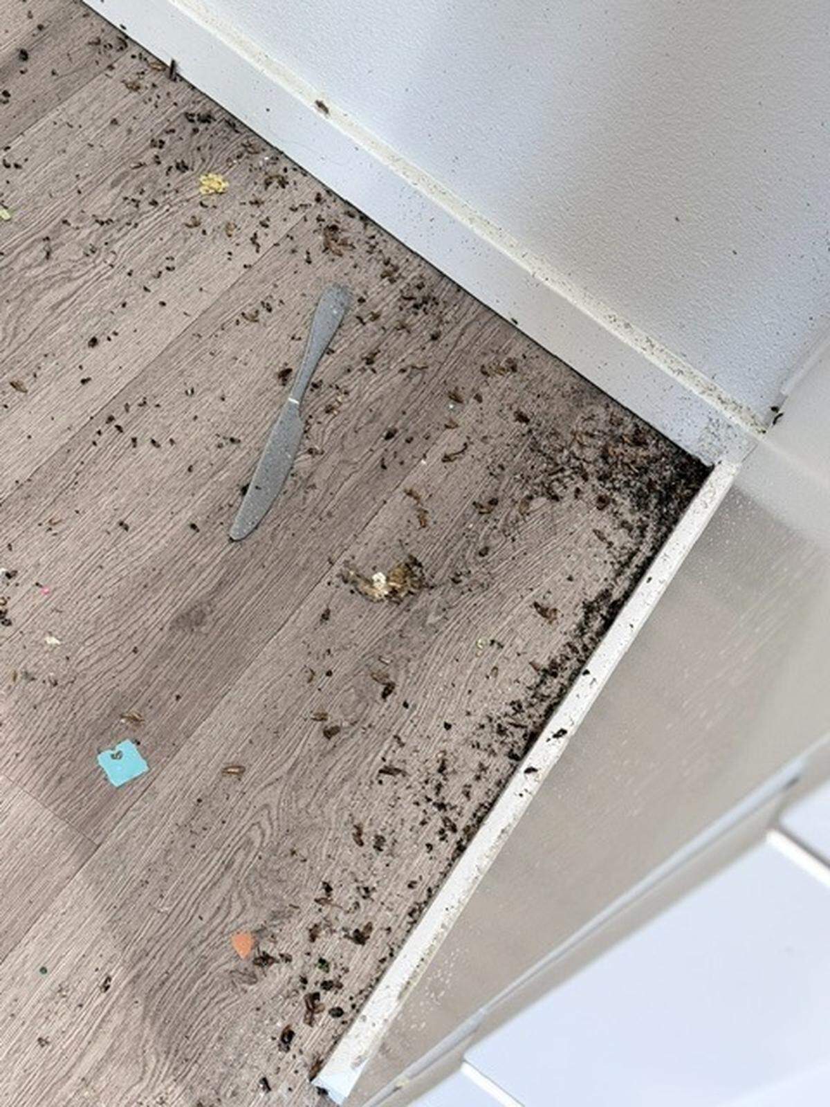 Arrive apartment complex resident Diana Suhovich has been living with a cockroach infestation at her Paso Robles home, shown here in a submitted photo. Suhovich alleges that Arrive’s management didn’t do enough to eliminate the infestation.