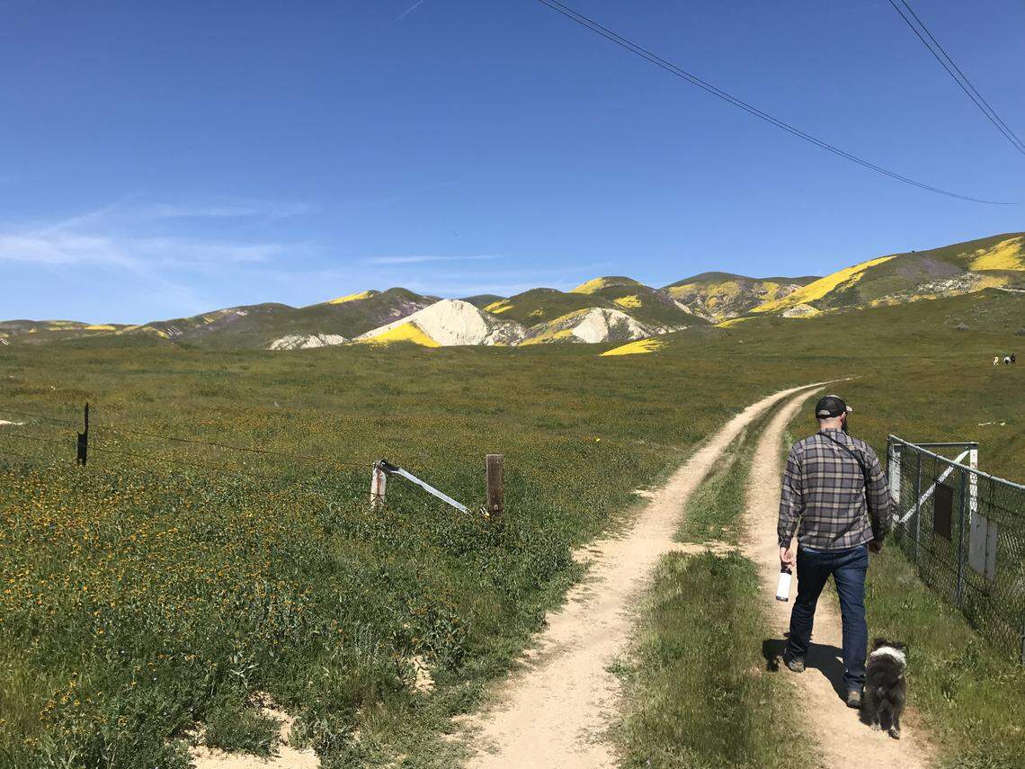 Kirk Barron and Sir Rockeford Vaughan-Barron, III walk on a dirt road in the hills to the east of Carrizo Plain National Monument. The Temblor Range offers bursts of wildflowers in spring 2019. The San Andreas Fault is parallel to the range to the west.