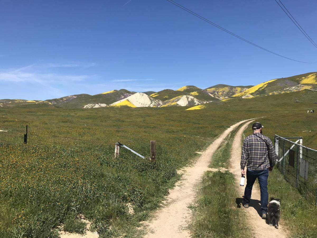 Kirk Barron and Sir Rockeford Vaughan-Barron, III walk on a dirt road in the hills to the east of Carrizo Plain National Monument. The Temblor Range offers bursts of wildflowers in spring 2019. The San Andreas Fault is parallel to the range to the west.